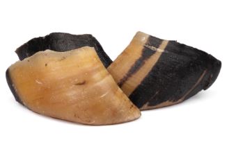 COW HOOVES