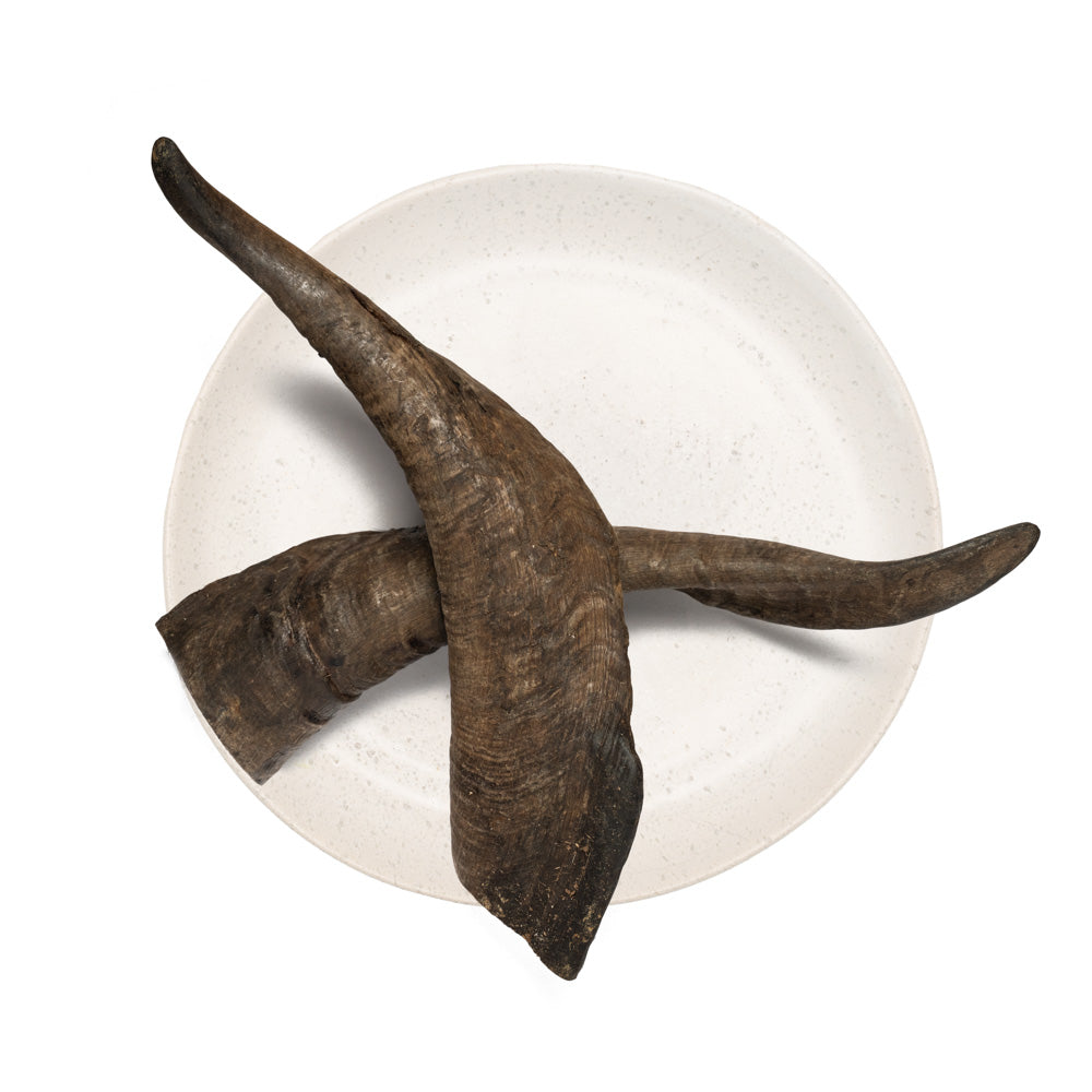 GOAT HORN